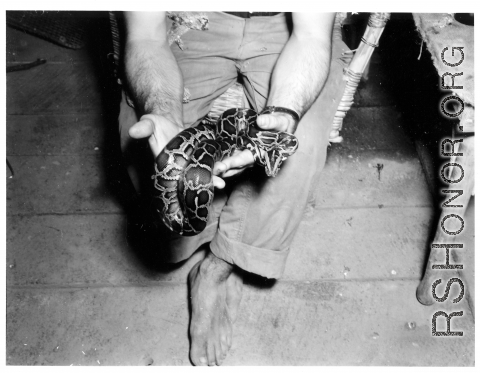 Engineer of the 797th Engineer Forestry Company poses with snake in tent in Burma.