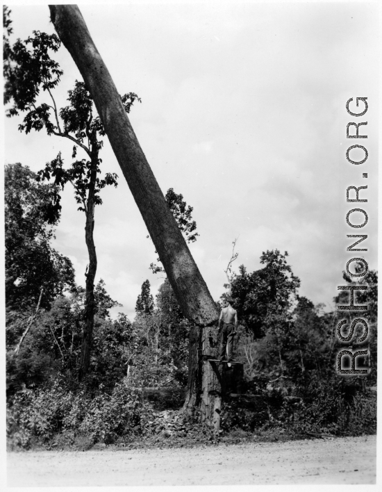 GIs cutting down trees in Burma for lumber mill.  During WWII.  797th Engineer Forestry Company.