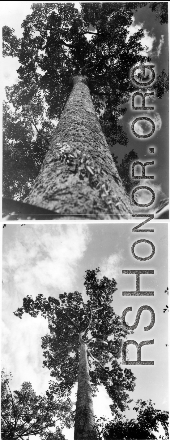 Giant hardwood tree along Burma Road.  During WWII.  797th Engineer Forestry Company.