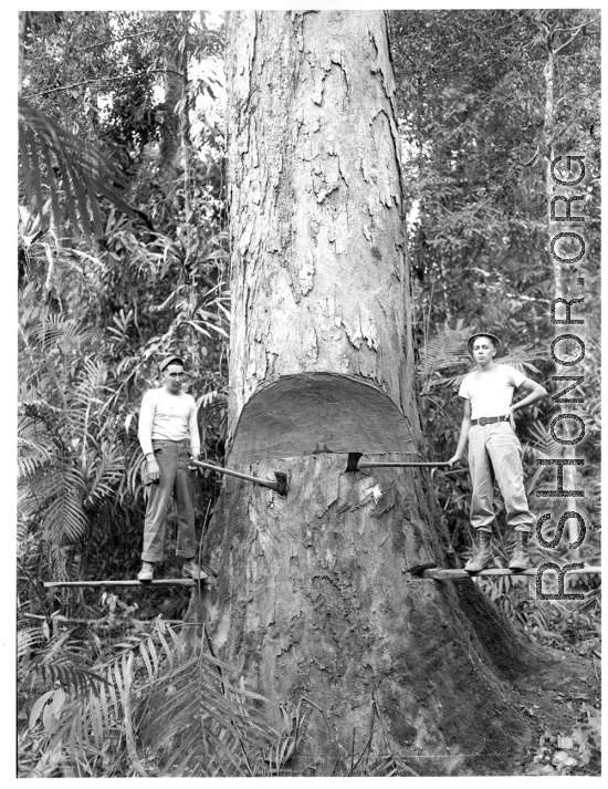 GIs cutting down trees in Burma for lumber mill.  During WWII.  797th Engineer Forestry Company.
