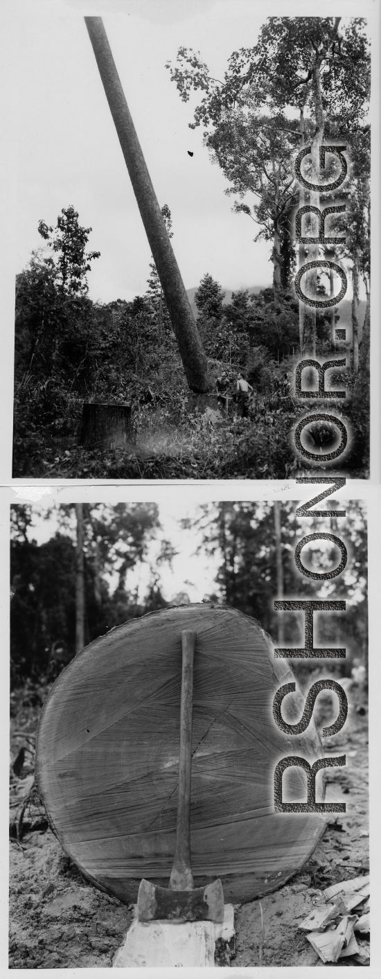 GIs cutting down trees in Burma for lumber mill.  During WWII.  797th Engineer Forestry Company.