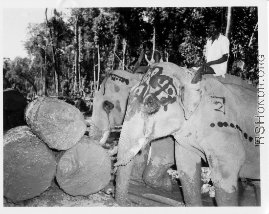 Local people in Burma near the 797th Engineer Forestry Company--men riding elephants, assisting in logging in some cases.  During WWII.