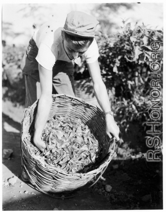 GI checks out basket of fresh-picked tea leaves in Burma.  During WWII.