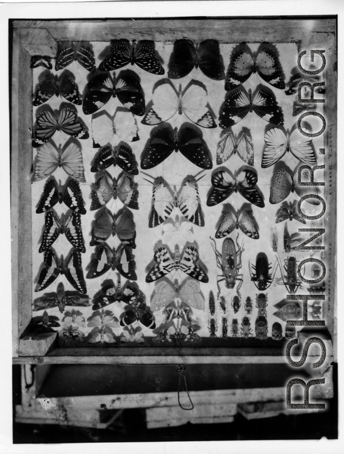 GI insect and butterfly collection in Burma.  During WWII.  797th Engineer Forestry Company.