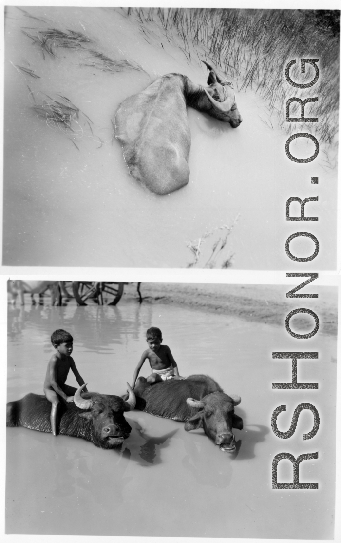 Children riding water buffalo in muddy water.  Scenes in India witnessed by American GIs during WWII. For many Americans of that era, with their limited experience traveling, the everyday sights and sounds overseas were new, intriguing, and photo worthy.