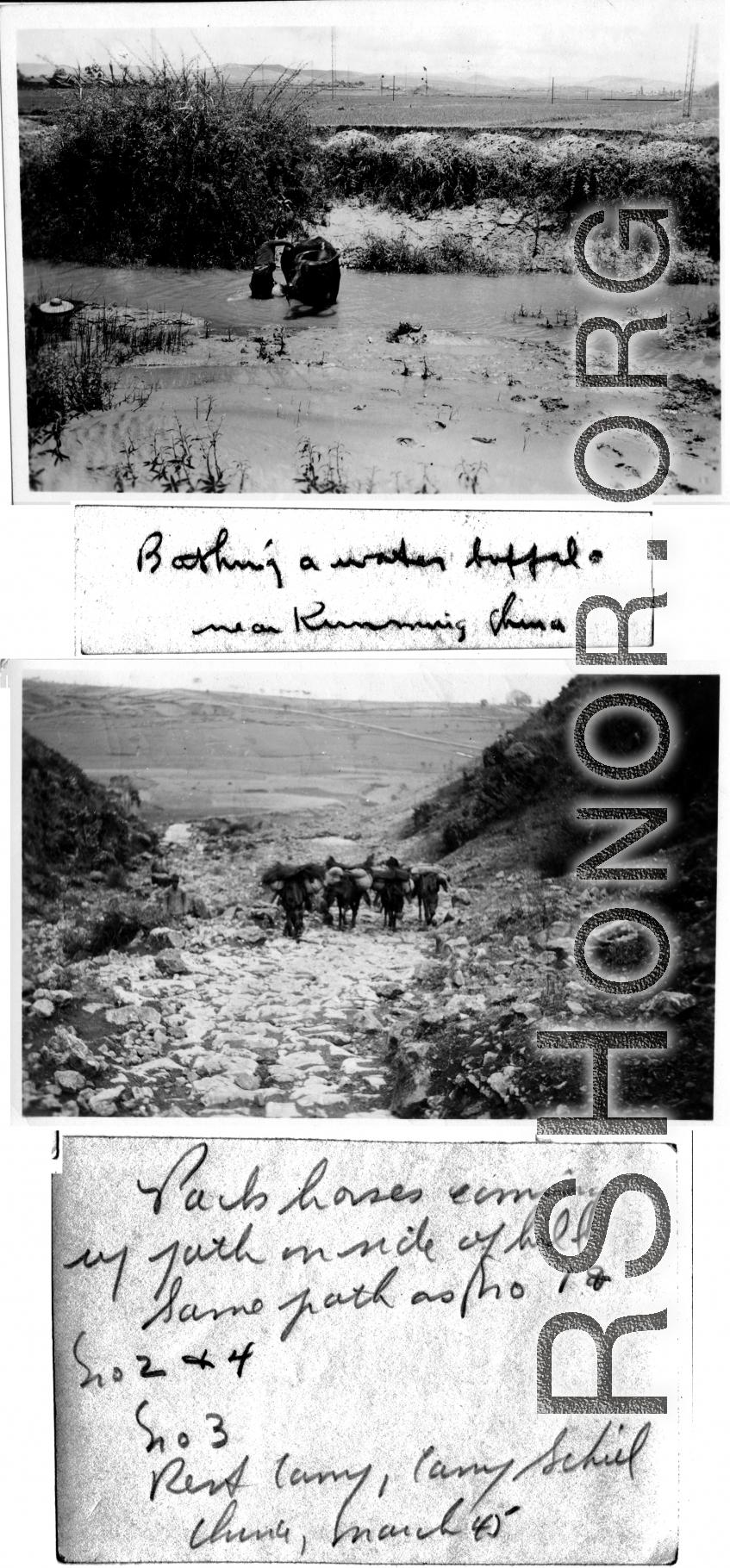 Water buffalo in water near Kunming, and pack horses climbing steep path above Camp Schiel, during WWII.