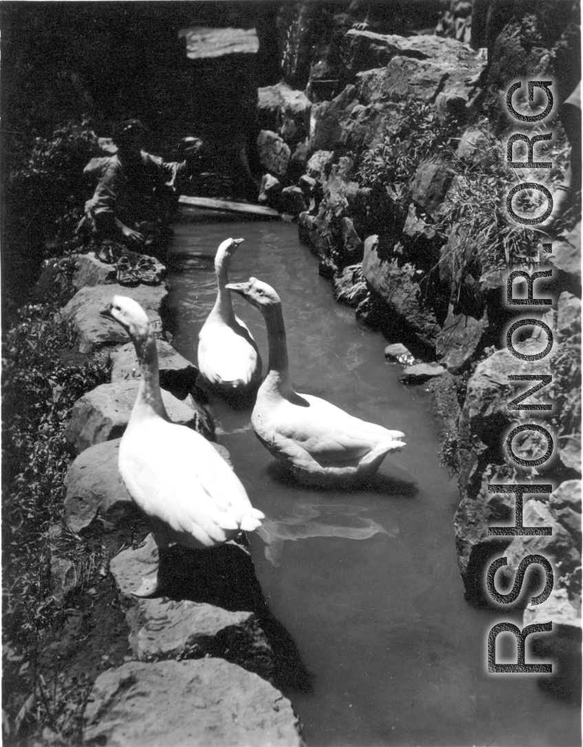 Large geese in Yunnan province, China.