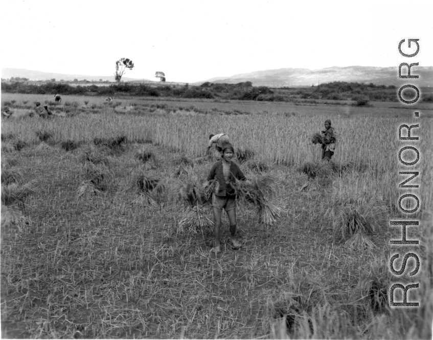 Farmers harvesting in Yangkai, Yunnan province, China. During WWII.