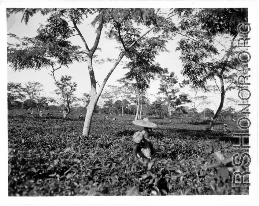 Local people in Burma near the 797th Engineer Forestry Company--people picking tea leaves.  During WWII.