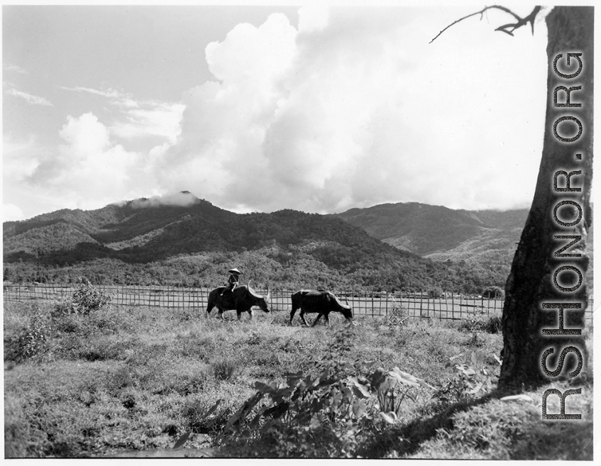 A farmer sits on an ox in Burma.  Near the 797th Engineer Forestry Company.  During WWII.