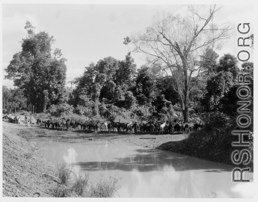 Mules at camp in Burma.  During WWII.  797th Engineer Forestry Company.