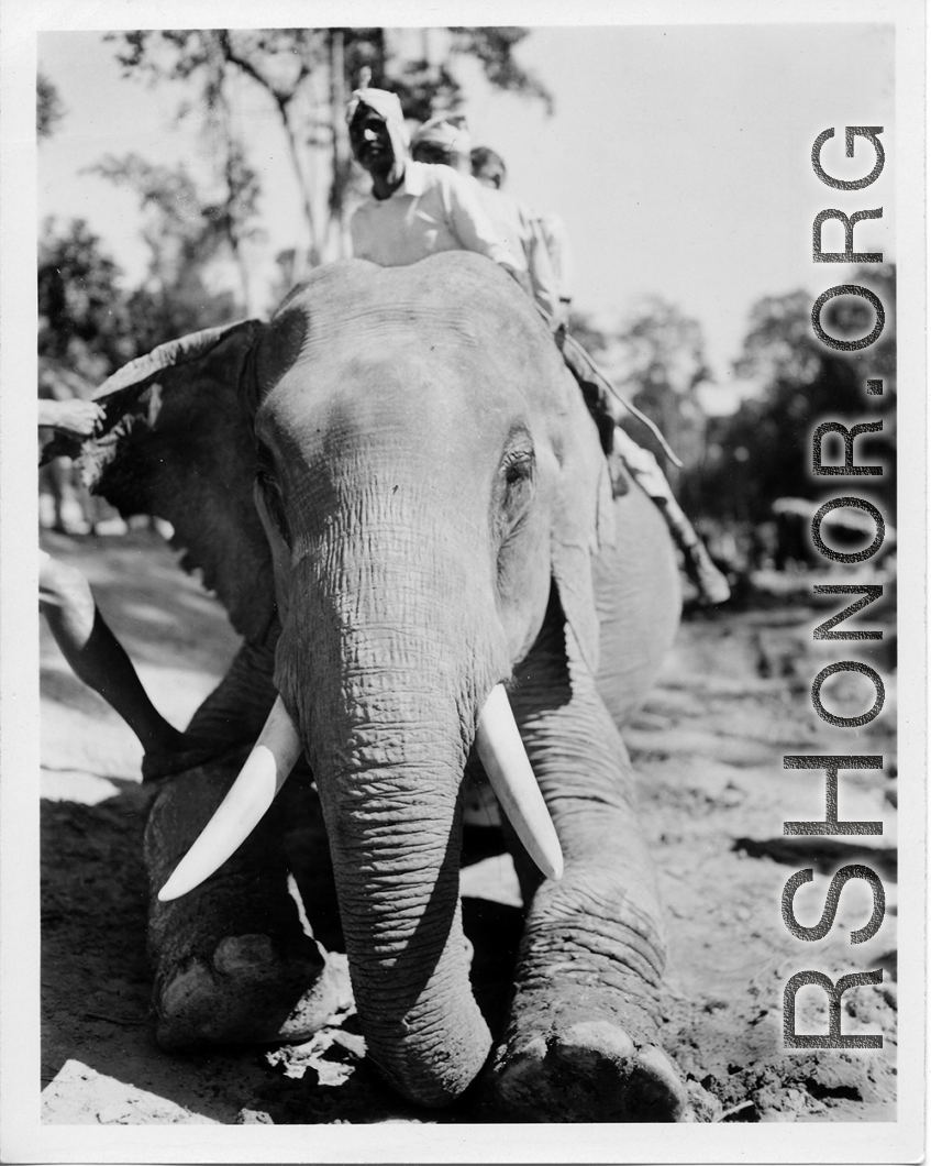 Local people in Burma near the 797th Engineer Forestry Company--men riding elephants, possibly assisting in logging.  During WWII.