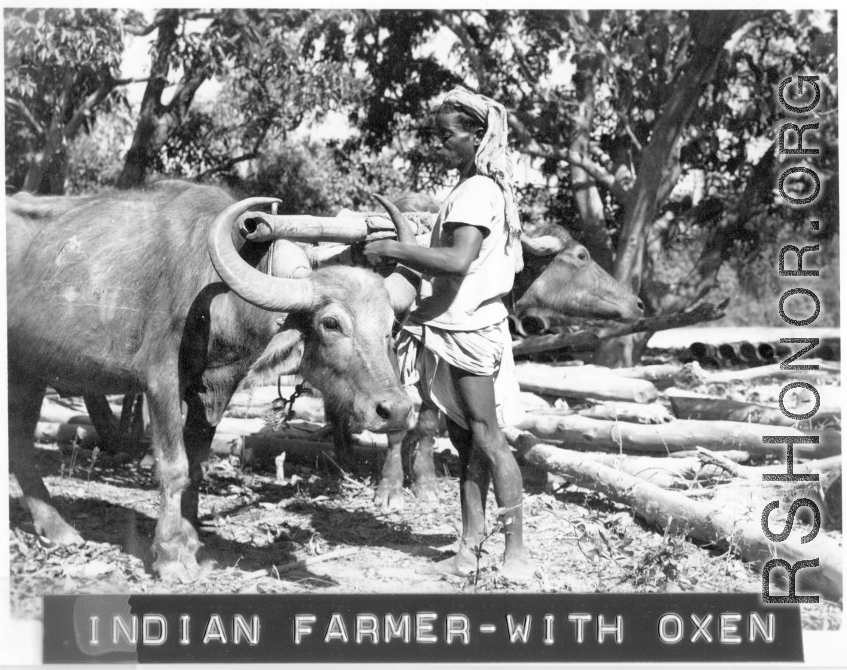 Indian farmer with oxen in Gushkara, India, during WWII.