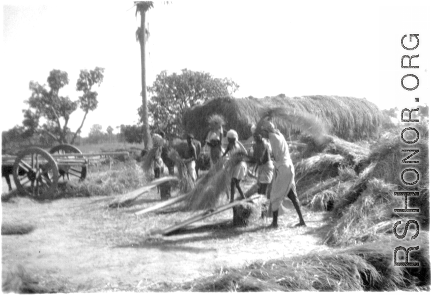 Threshing grain in India, during WWII.