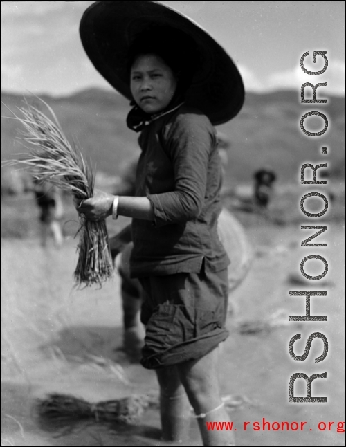 A Chinese woman planting rice sprouts in China during WWII.  From the collection of Wozniak, combat photographer for the 491st Bomb Squadron, in the CBI.