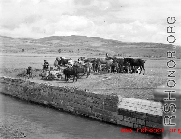 A mule train next to a canal in Yunnan province, China, during WWII.