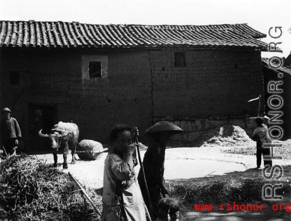 Local people in Yunnan province, China, threshing grain with an ox.