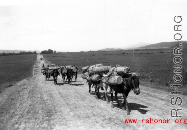 A mule train in Yunnan province, China.