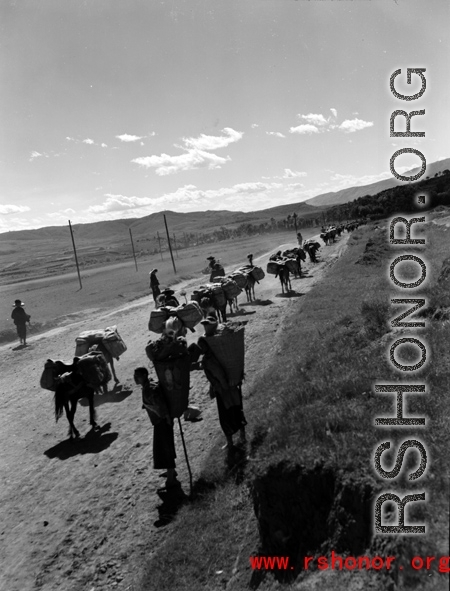 A mule train in Yunnan province, China.