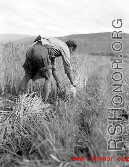 Local people in China: A farmer harvesting a grain, most likely rice. During WWII.  From the collection of Eugene T. Wozniak.