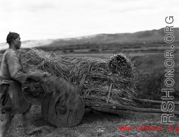 Local people in Yunnan, China: Harvesting rice on wooden-wheeled carts during WWII.