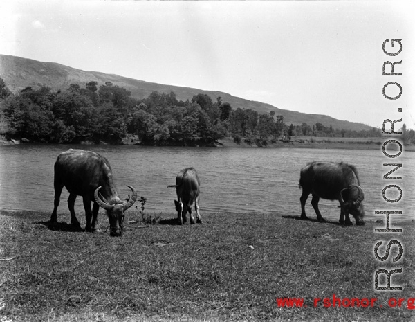 Water buffalo graze in China during WWII.  From the collection of Eugene T. Wozniak.