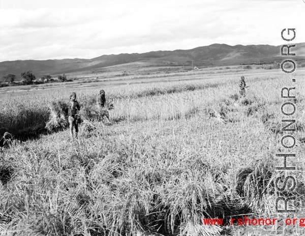 Local people in Yunnan, China: Farmers cut and bundle rice in preparation for threshing. During WWII.