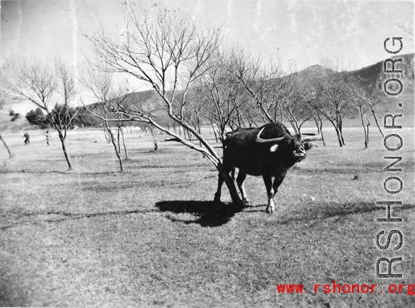 A water buffalo in China.