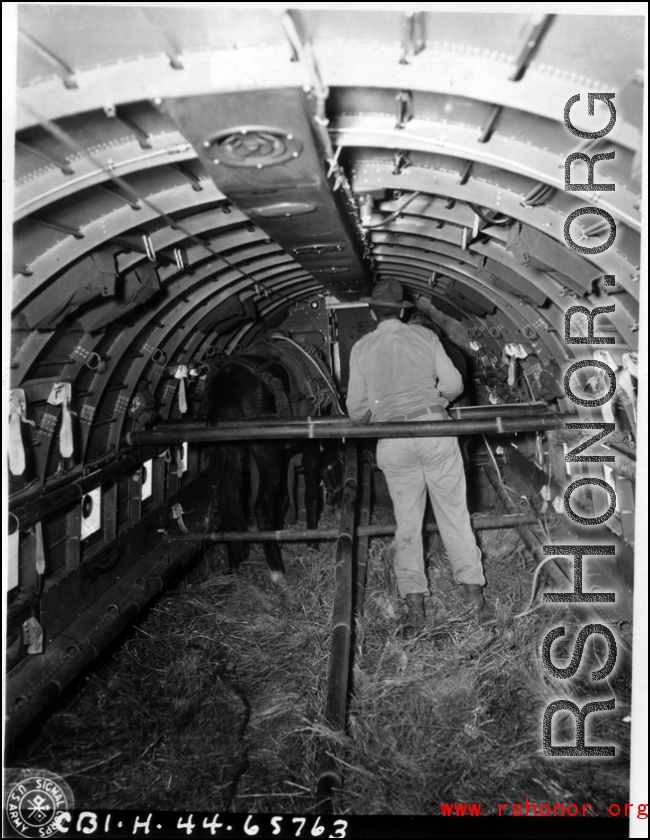 A mule loaded for transit aboard American C-47 transport plane, Burma, 10AF, 10Dec44.