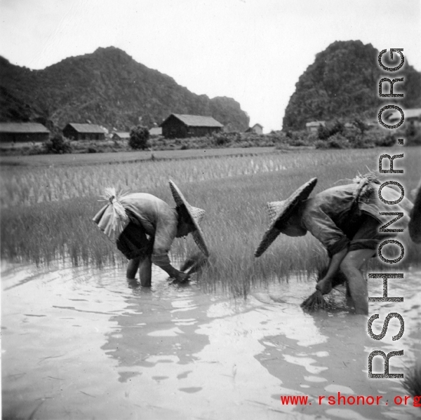 Planting rice in southwest China, with karst mountains in the background, near an American base. During WWII.