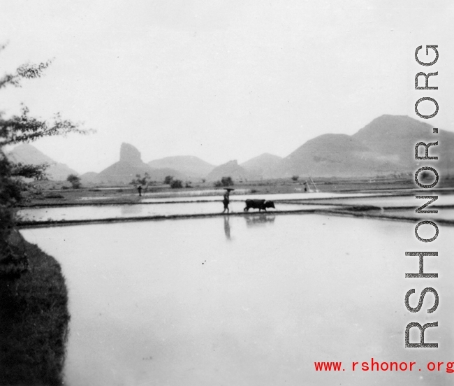 Farmer with buffalo in rice field in Guangxi, in southwest China.