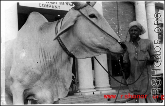 A man holds a cow, probably in India.