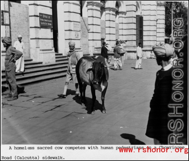 Sacred Cow In Chowringee, Calcutta, during WWII.