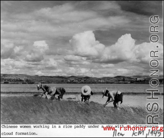 Chinese women working rice paddies near Kunming during WWII, 1945.