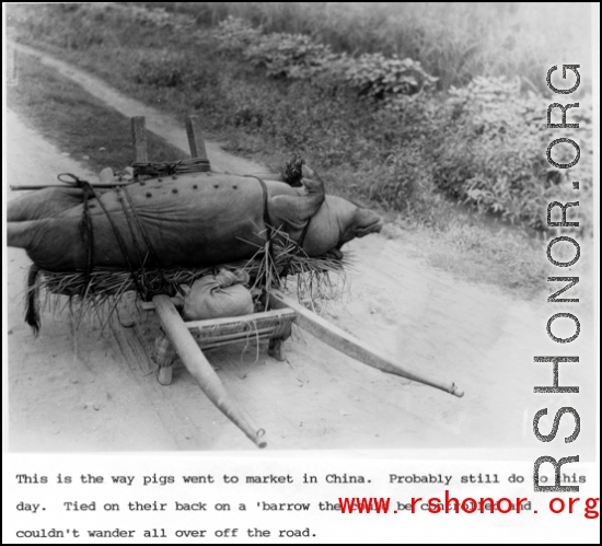 A pig trussed up and tied to a wheelbarrow, ready for market, in China during WWII.