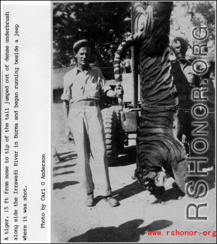 A tiger shot near the Irrawaddy River displayed as a trophy. During WWII.  Photo by Carl G. Anderson.