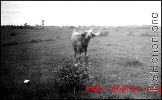 A cow in the CBI during WWII.