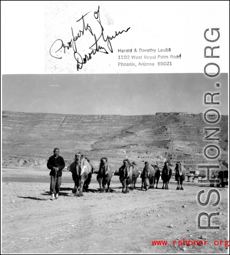 A camel train in northern China during WWII.