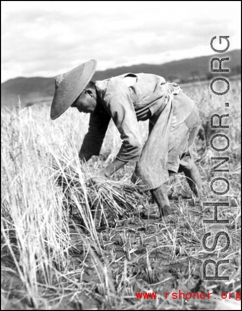 Rice harvest in Yangkai Valley, China 1944.