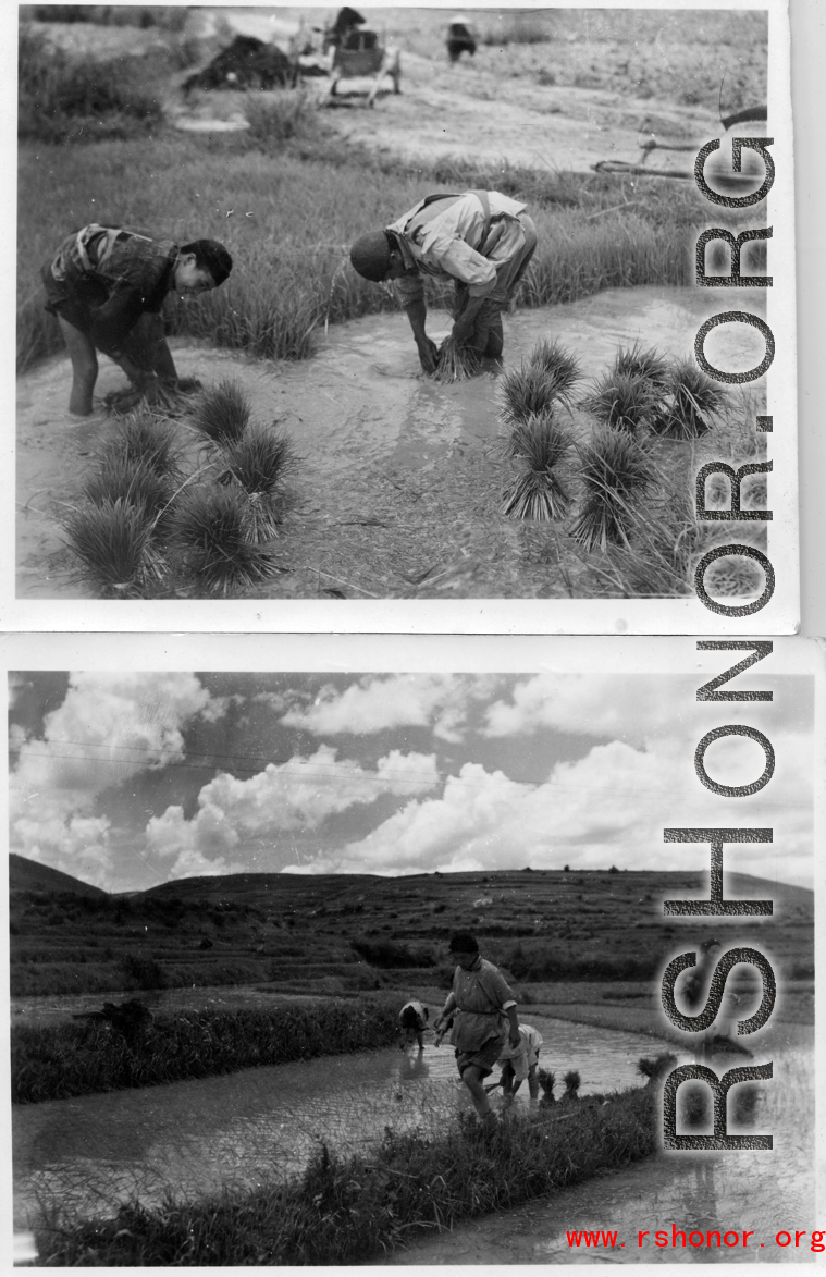 Farmer plants rice sprouts in Yunnan, China, during WWII.
