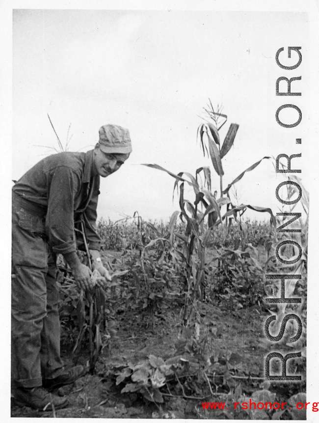 GI inspecting corn on the stalk in a planted area in Yunnan, China, during WWII.