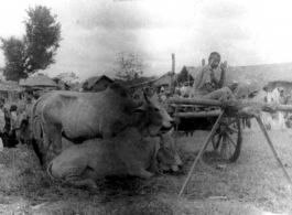 Cows And Cart In India.  Local images provided to Ex-CBI Roundup by "P. Noel" showing local people and scenes around Misamari, India.    In the CBI during WWII.