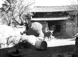 A village home and water buffalo in Yunnan, China, during WWII.