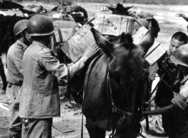 10CU 2nd T.C. Air Supply Sec. Loading supplies onto a mule. One box says in contains cans of string beans.