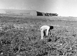 A Chinese farmer collects produce outside a Ming- or Qing-period city wall, in northern China, during WWII.