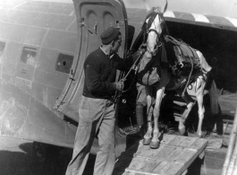 GIs lead mules out of a C-47 transport plane during WWII, in China.