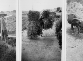 Farm life at Hanzhong, during WWII. Note the old town wall in the distance in the second image.