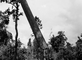 GIs cutting down trees in Burma for lumber mill.  During WWII.  797th Engineer Forestry Company.