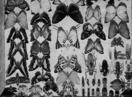 GI insect and butterfly collection in Burma.  During WWII.  797th Engineer Forestry Company.