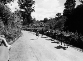 Local people in Burma near the 797th Engineer Forestry Company--A heavily loaded mule train in Burma.  During WWII.